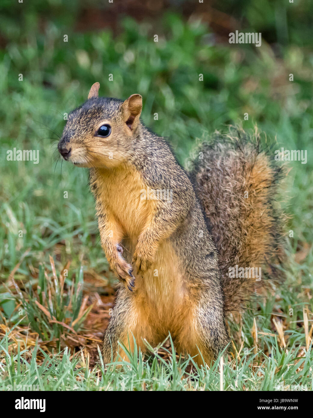 Ein Fuchs, Eichhörnchen steht, seine Umgebung zu beobachten. Stockfoto