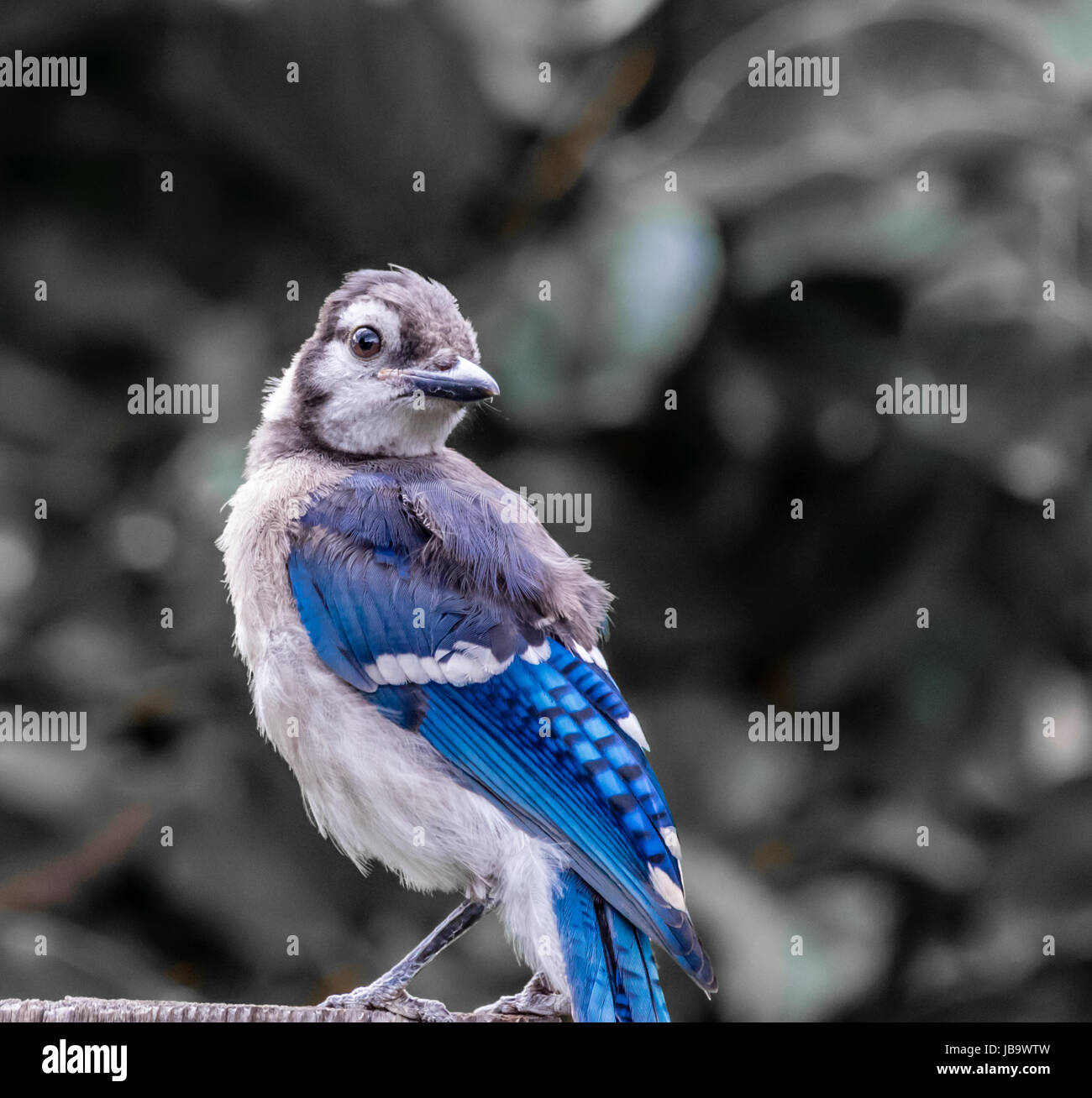 Young Blue Jay, Federn im wind Stockfoto