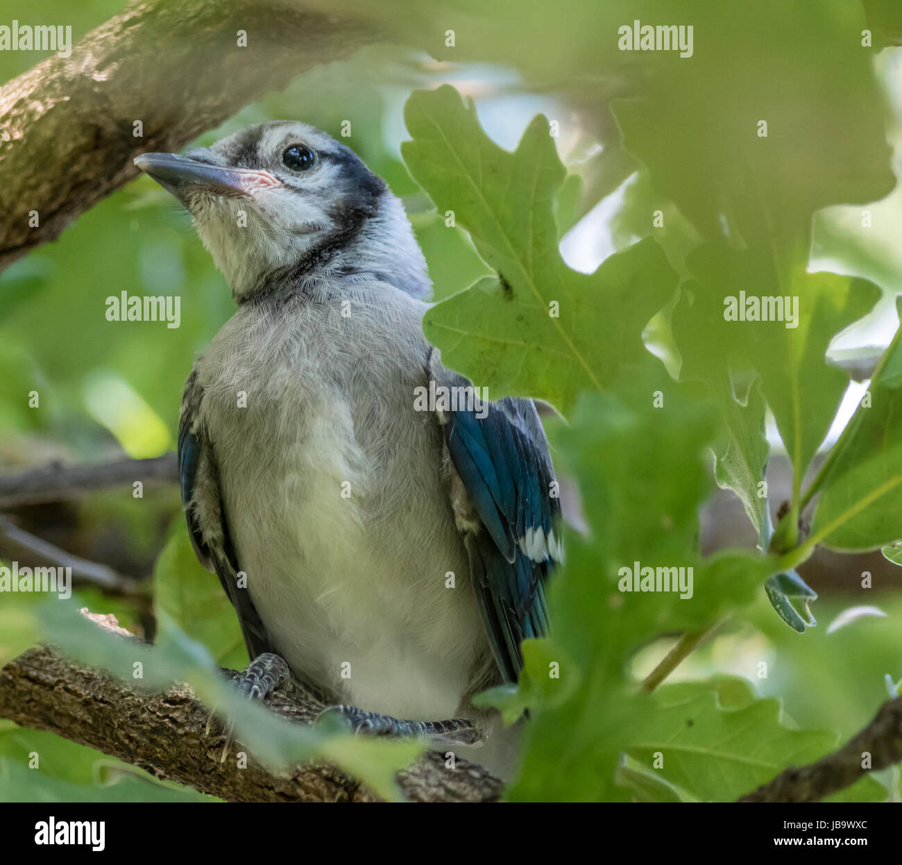 Baby Blue Jay Stockfoto