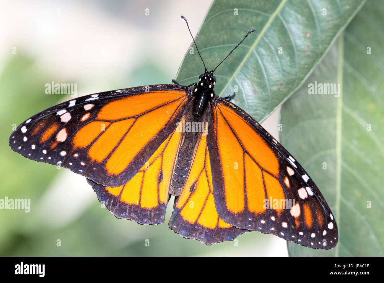 Monarchfalter (Danaus Plexippus) Stockfoto