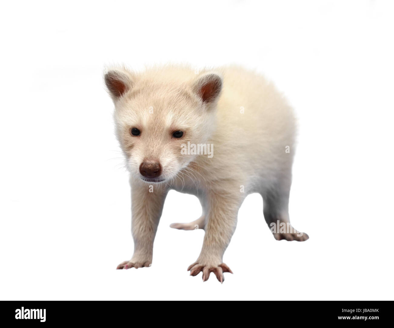 Baby Albino Waschbär isoliert auf weißem Hintergrund Stockfoto
