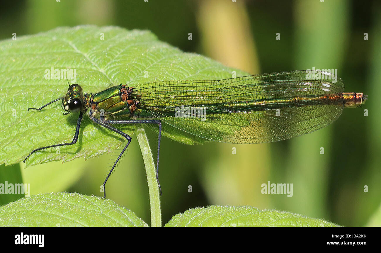 Gebänderten Prachtlibelle weibliche Calopteryx splendens Stockfoto