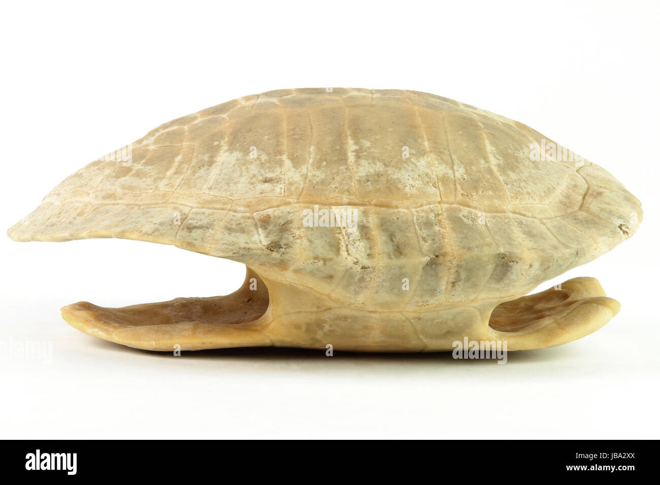 ganze Schale der Schildkröte in weißen Hintergrund isoliert Stockfoto