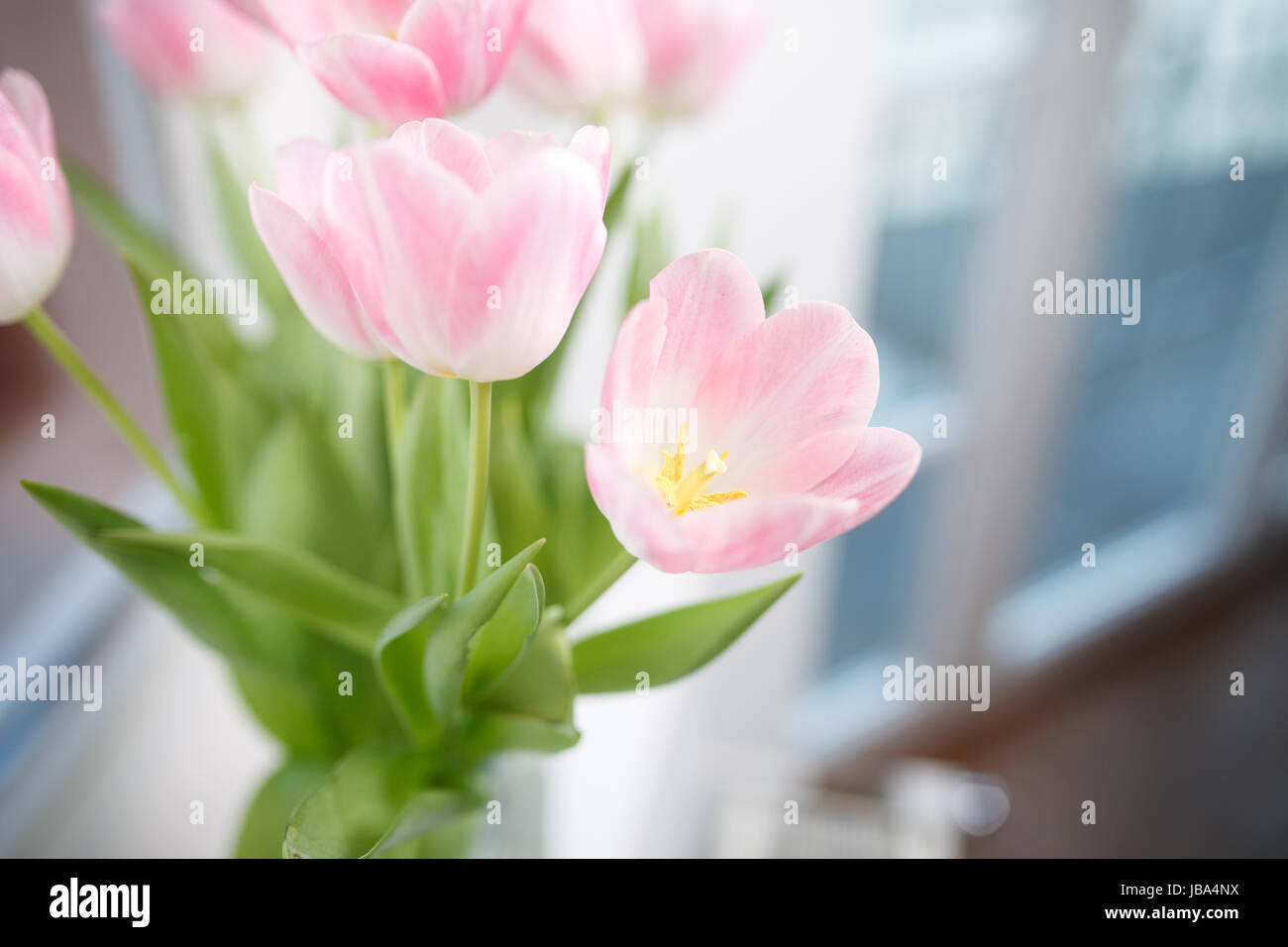 Tulpenstrauß Stockfoto