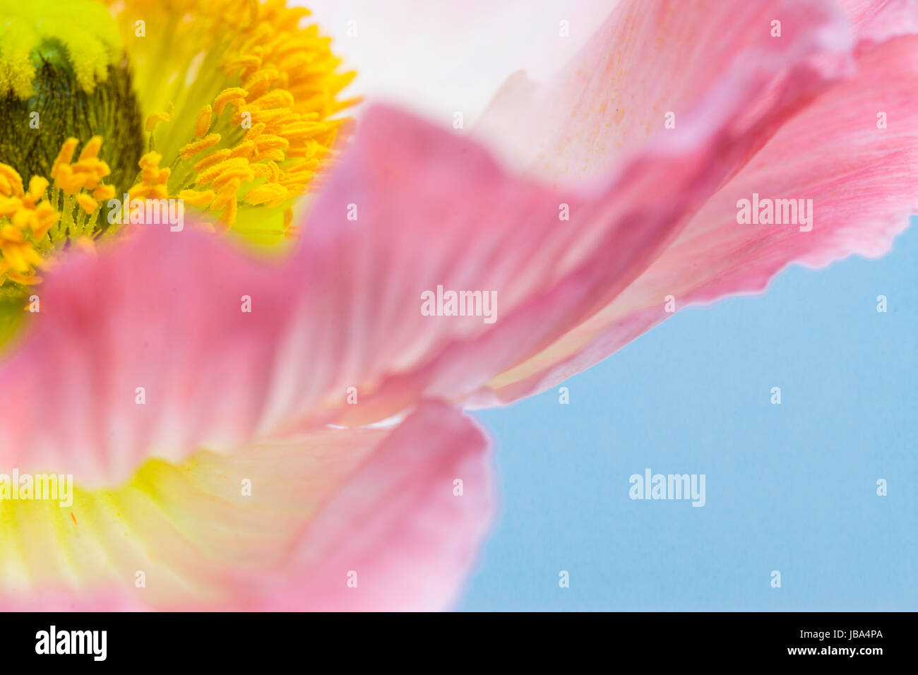 Aus der Nähe ansehen Blume Stockfoto