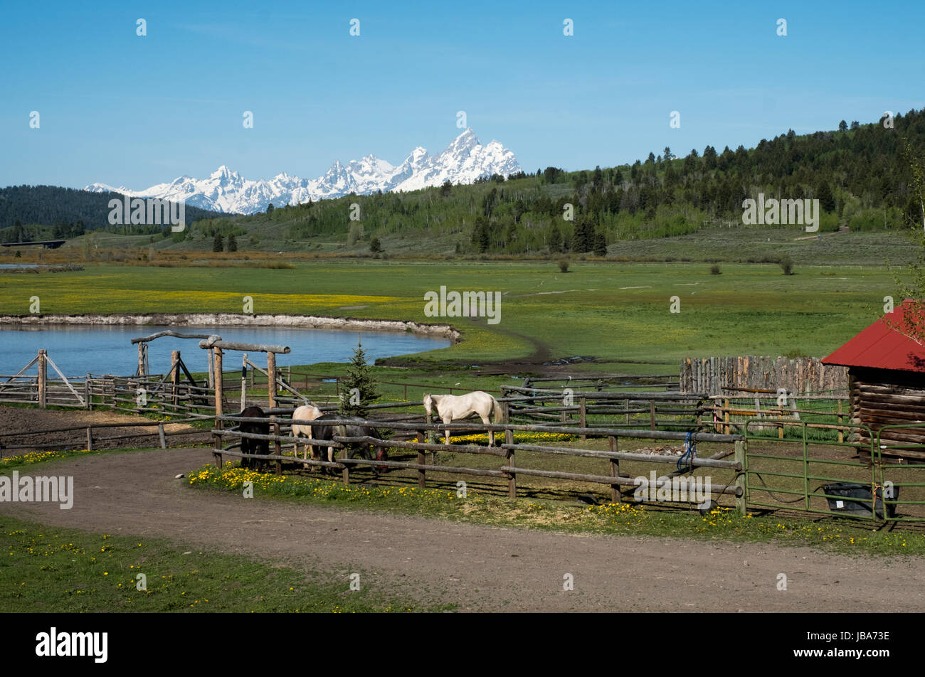 Buffalo Gabel Fluss und die Grand Teton Berge: Pferde in einer Koppel auf der Herz sechs Ranch im Buffalo-Tal, Wyoming, Vereinigte Staaten von Amerika. Stockfoto
