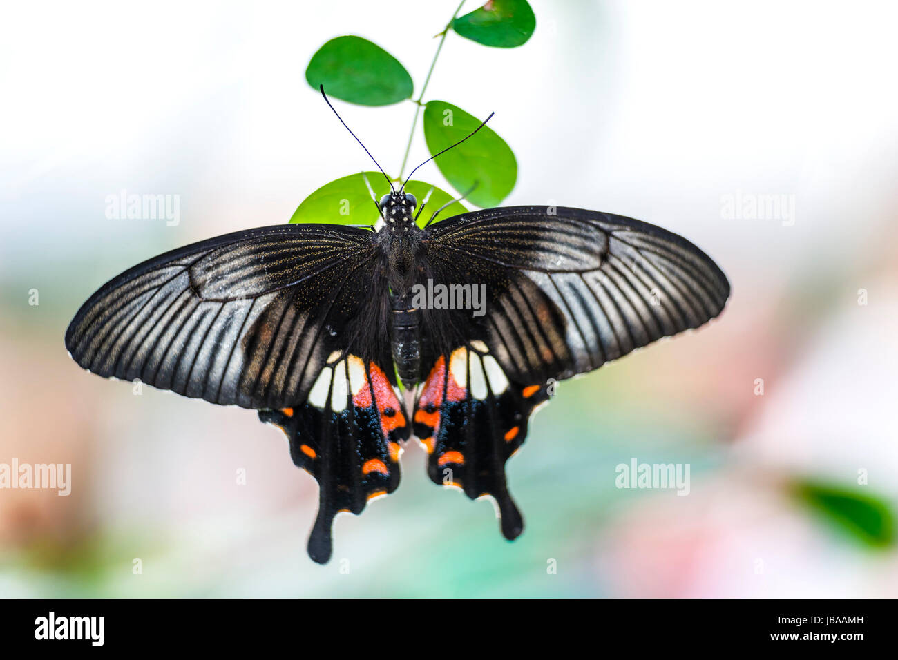 Bild von einem Schmetterling Papilio Bianor grüne beurlaubt Stockfoto