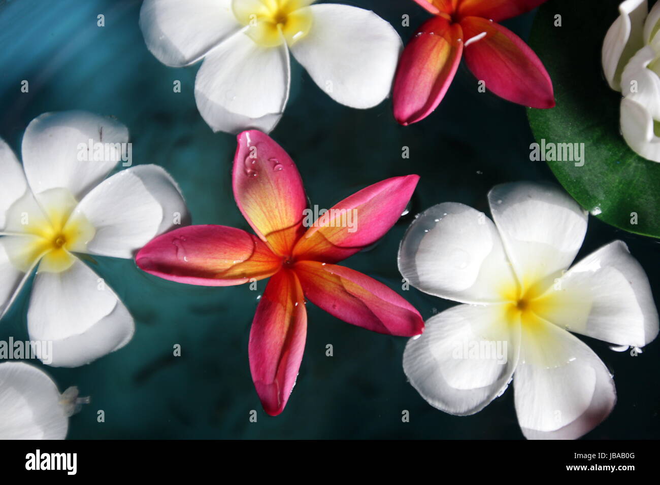 Blumendekoration in Einem Hotel Auf der Insel Koh Tao Im Golf von Thailand Im Suedwesten von Thailand in Suedostasien. Stockfoto