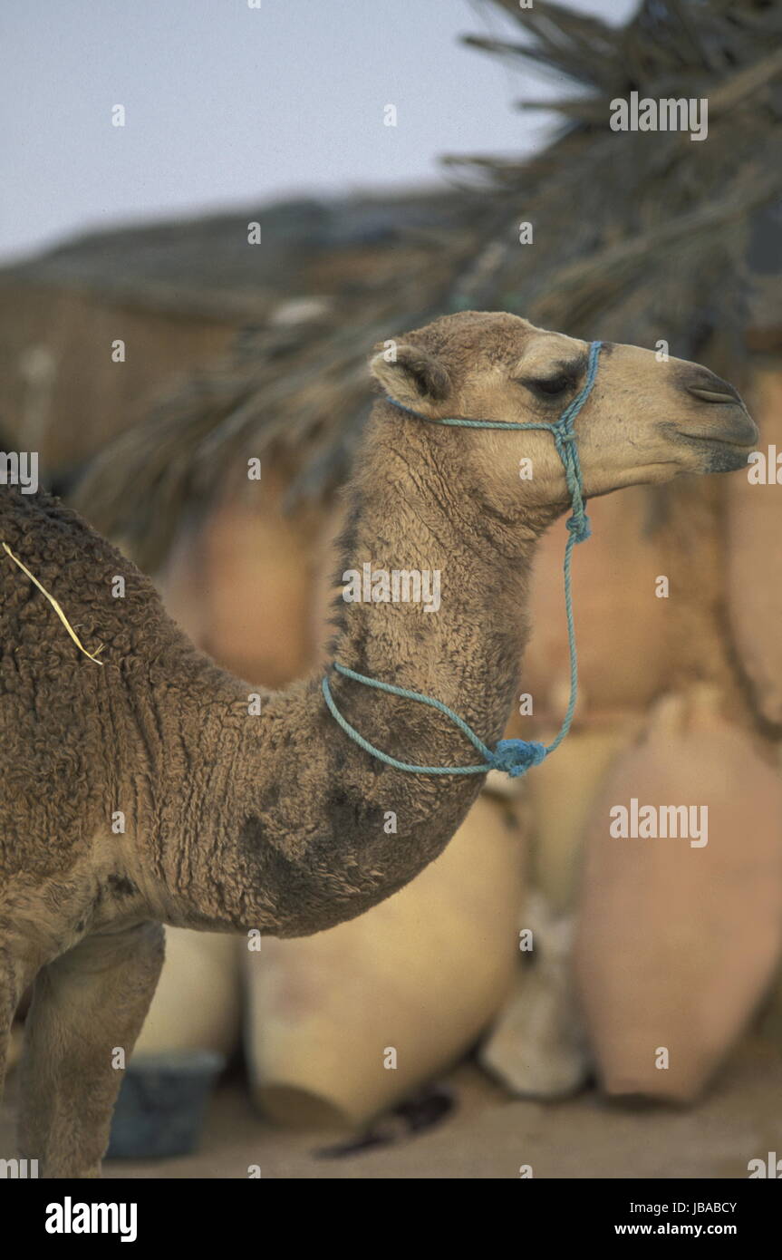 Beduinenstämme Mit Kamel in der Wüste von Douz Im Sueden von Tunesien in Nordafrika. Stockfoto