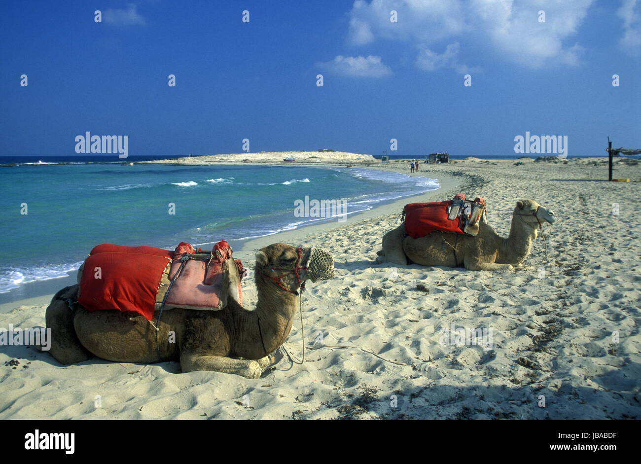 Ein Sandstrand Auf der Insel Jierba Im Sueden von Tunesien in Nordafrika. Stockfoto