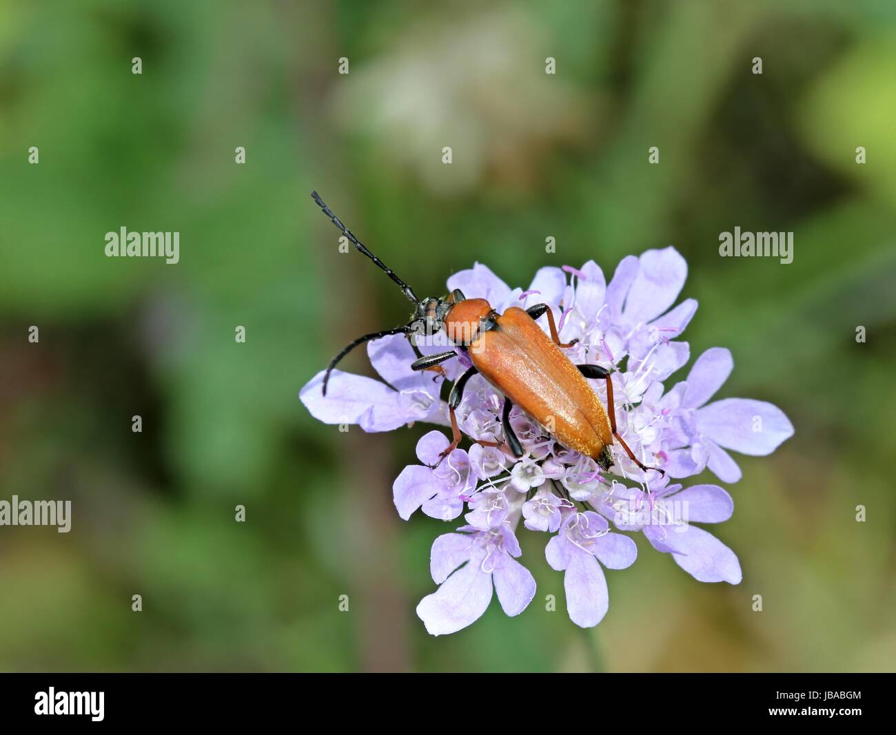 Weibliche stictoleptura rubra (stictoleptura rubra) auf taube skabiose Stockfoto