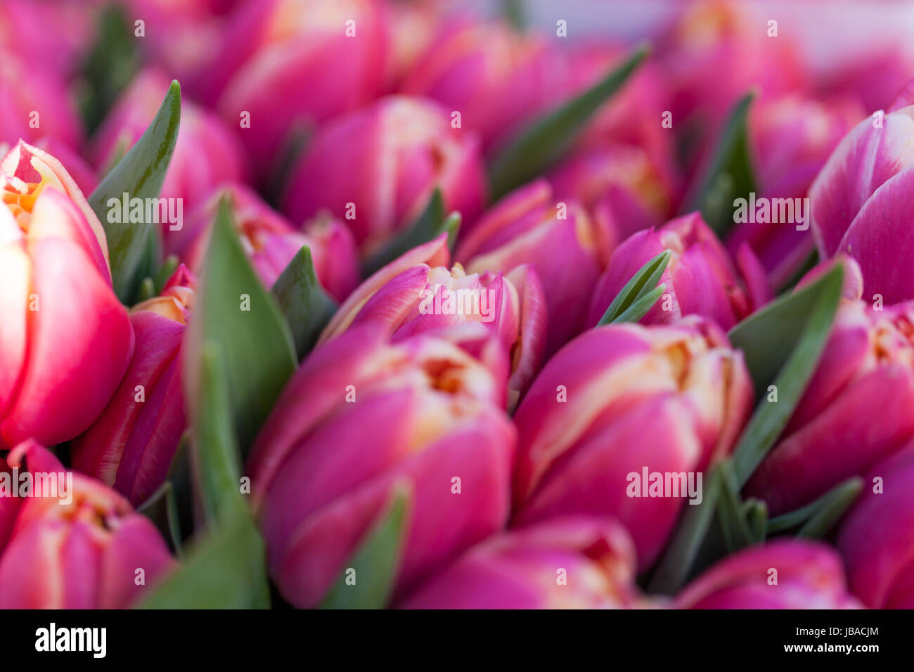 Buntsandstein Palet Blumen Blumenstrauß Mit Verschiedenen Blüten Zum Valentinstag Und Muttertag Stockfoto