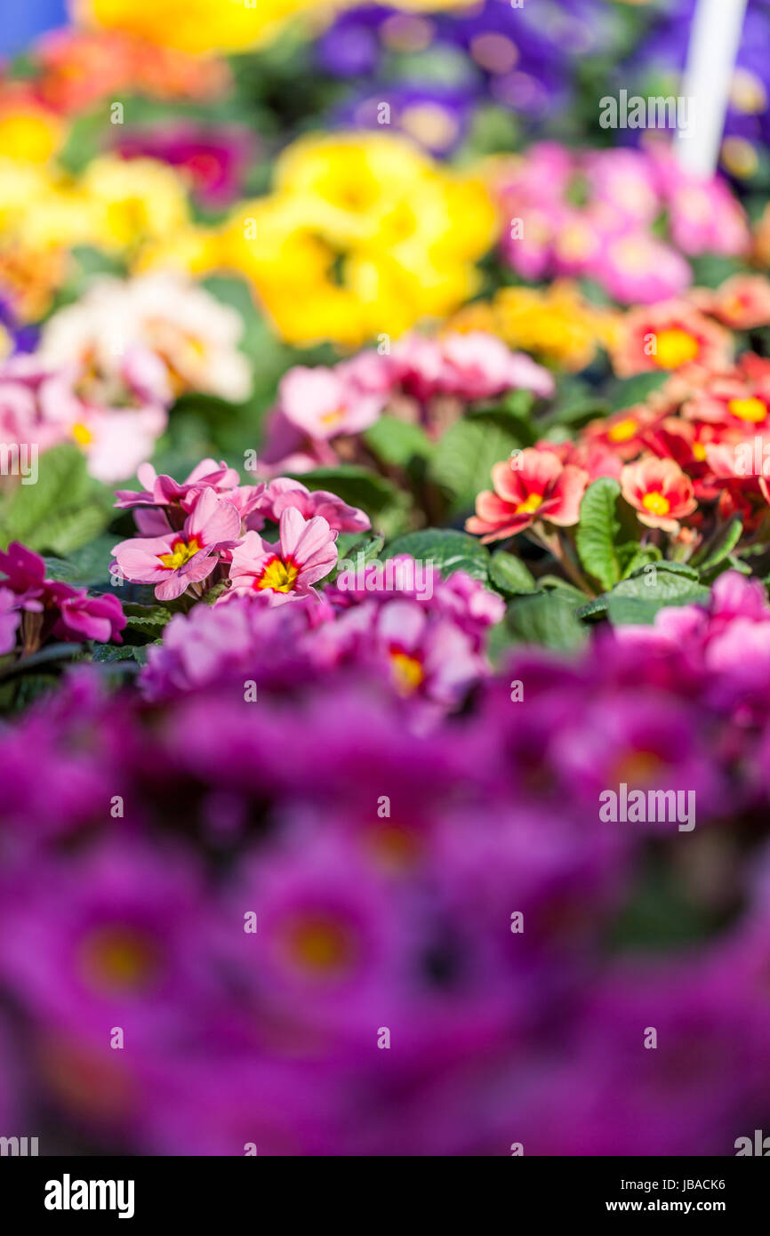 Buntsandstein Palet Blumen Blumenstrauß Mit Verschiedenen Blüten Zum Valentinstag Und Muttertag Stockfoto