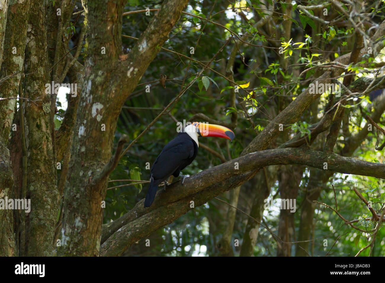 Tukan Vogel auf die Natur in Foz do Iguazu, Brasilien. Brasilianischen Tierwelt Stockfoto