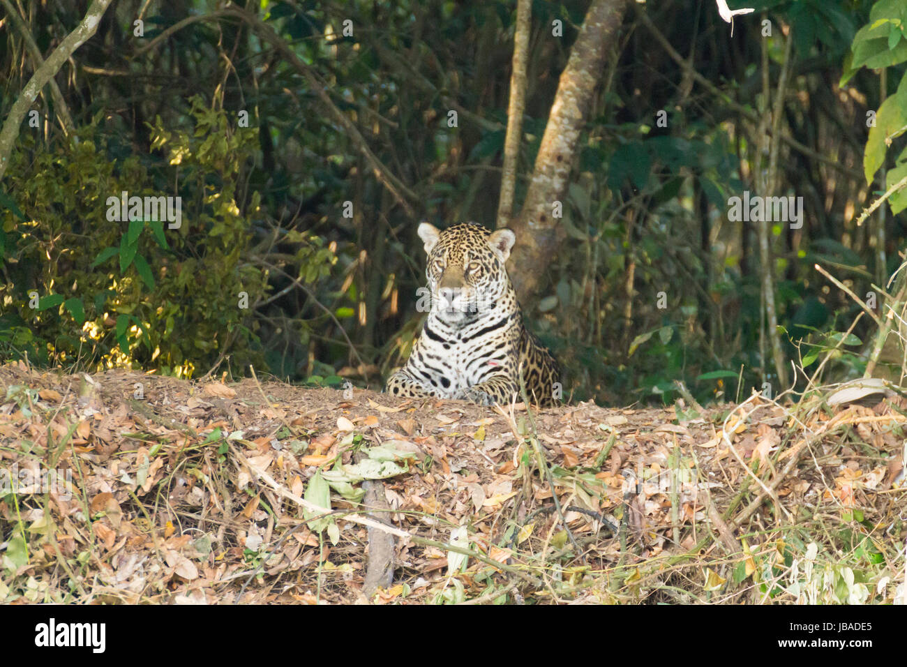 Jaguar am Ufer vom Pantanal, Brasilien. Wilde brasilianische Katze. Natur und Tierwelt. Panthera onca Stockfoto