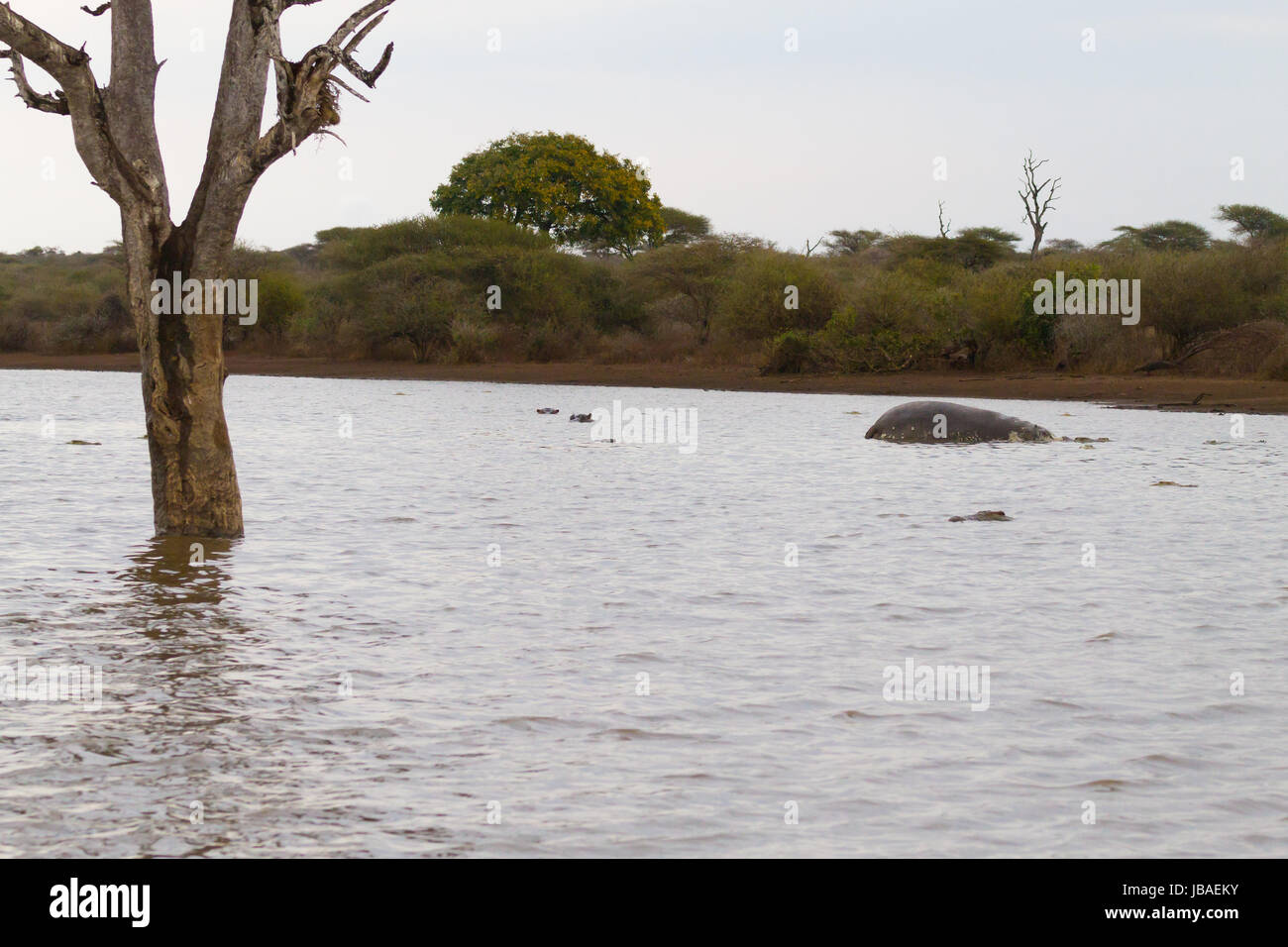 Tote Hippo im Krüger-Nationalpark Wasserloch.  Safari und Tierwelt, Südafrika. Afrikanische Tiere Stockfoto