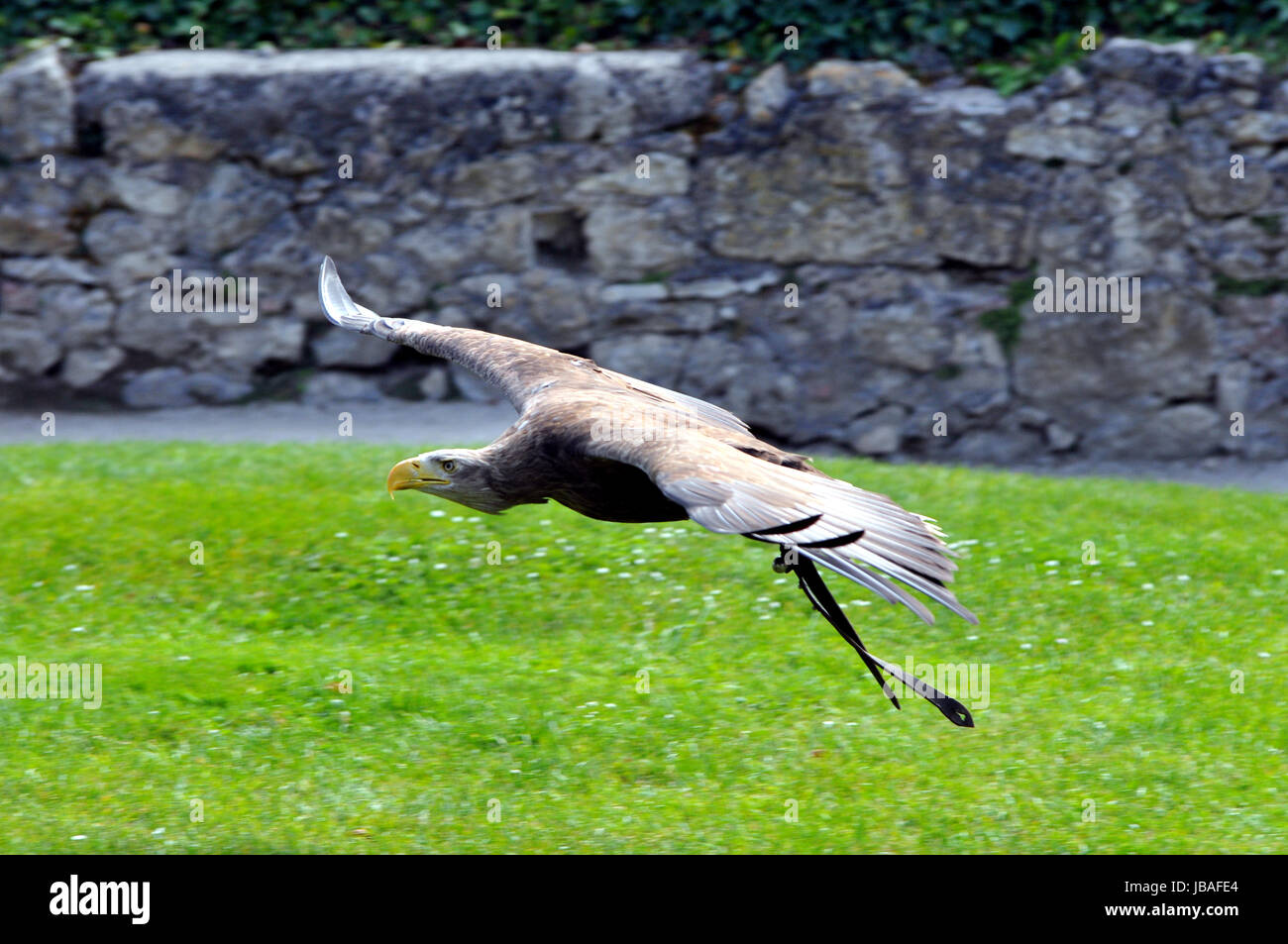 Adler im Flug Stockfoto