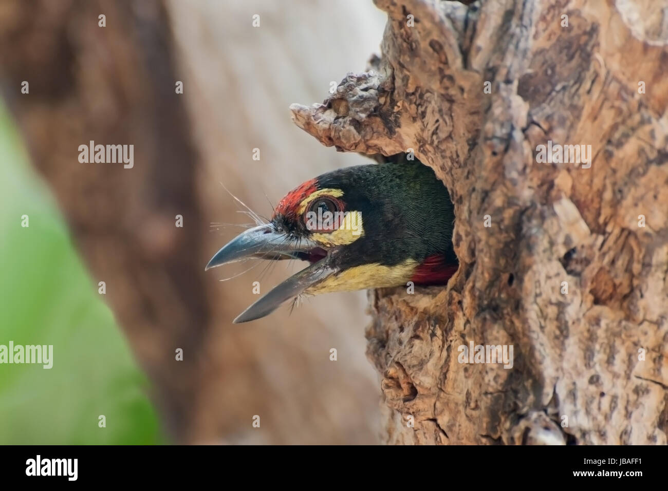 Kupferschmied Barbet Vogel (Megalaima Haemacephala), der Blick aus dem nest Stockfoto