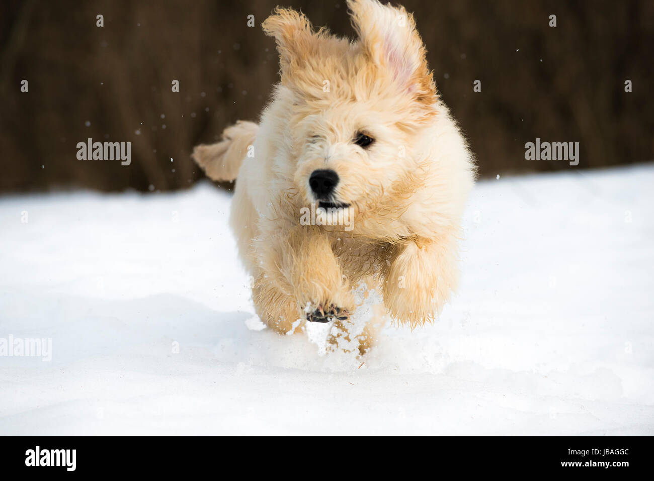 Süße junge Labradoodle Welpen spielen im Schnee Stockfoto