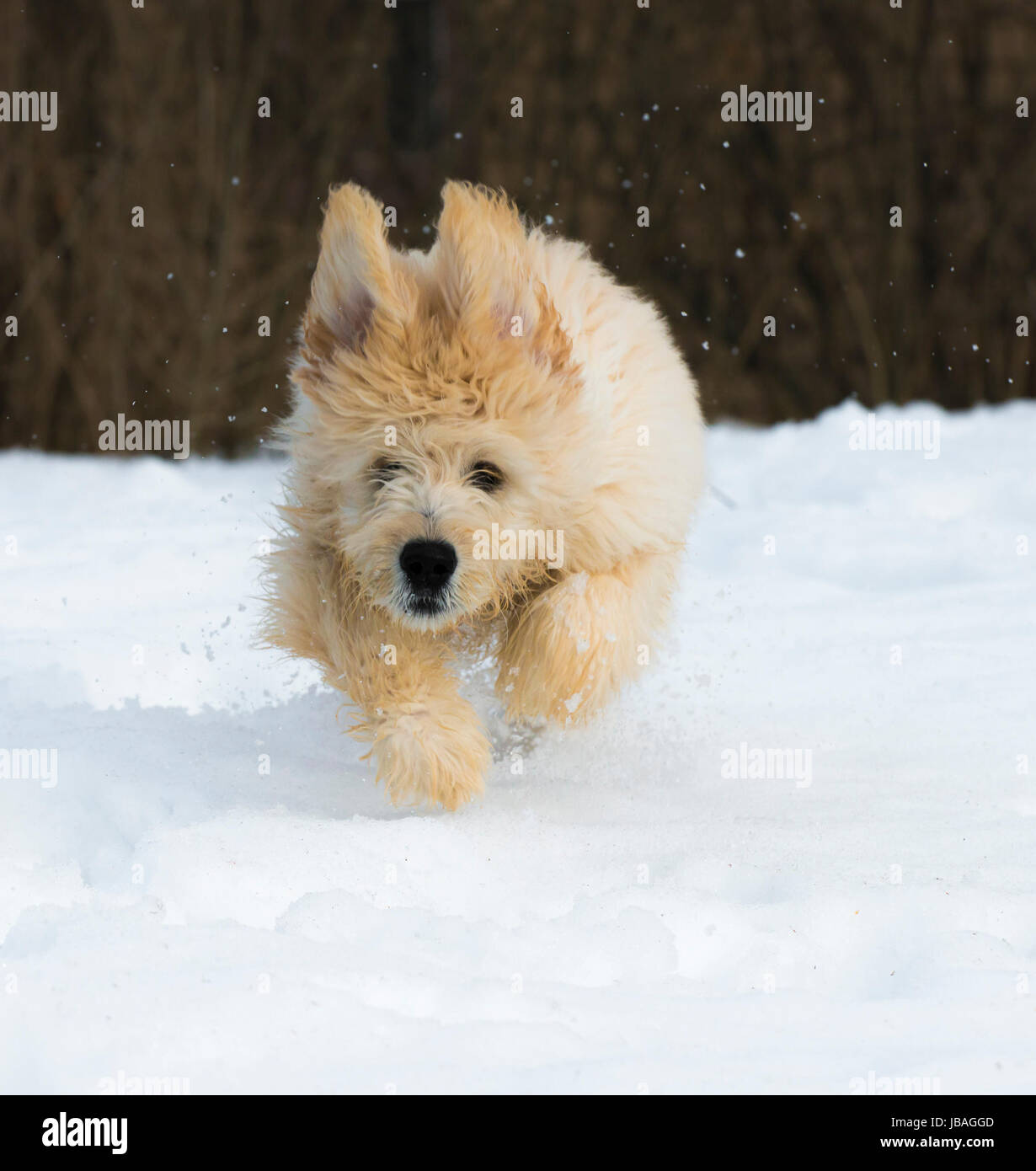 Süße junge Labradoodle Welpen spielen im Schnee Stockfoto