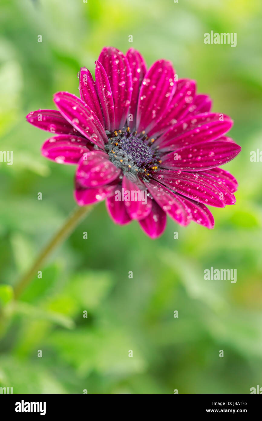 Tief rosa Farbe Gerber Blume auf grünem Hintergrund Stockfoto
