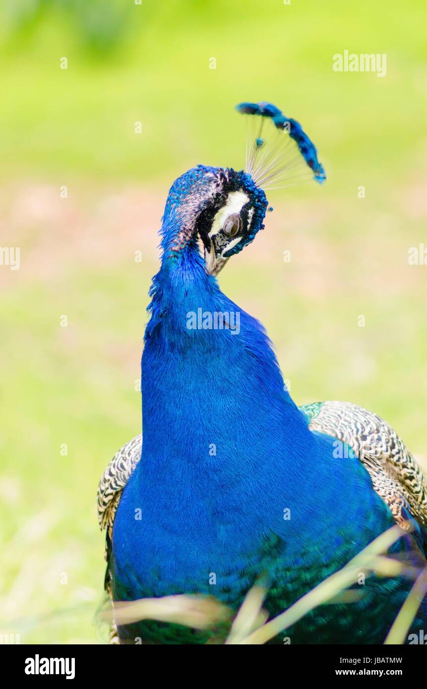 Ein Höhenplan der ein männlicher Pfau Anzeige seinen Hals. Männliche andere unterscheiden sich für ihre helle metallische blaue Krone, der fächerförmigen Kamm auf dem Kopf und die länglichen oberen Rute begehrt auf ihren Zug Auge vor Ort Federn gebildet. Stockfoto