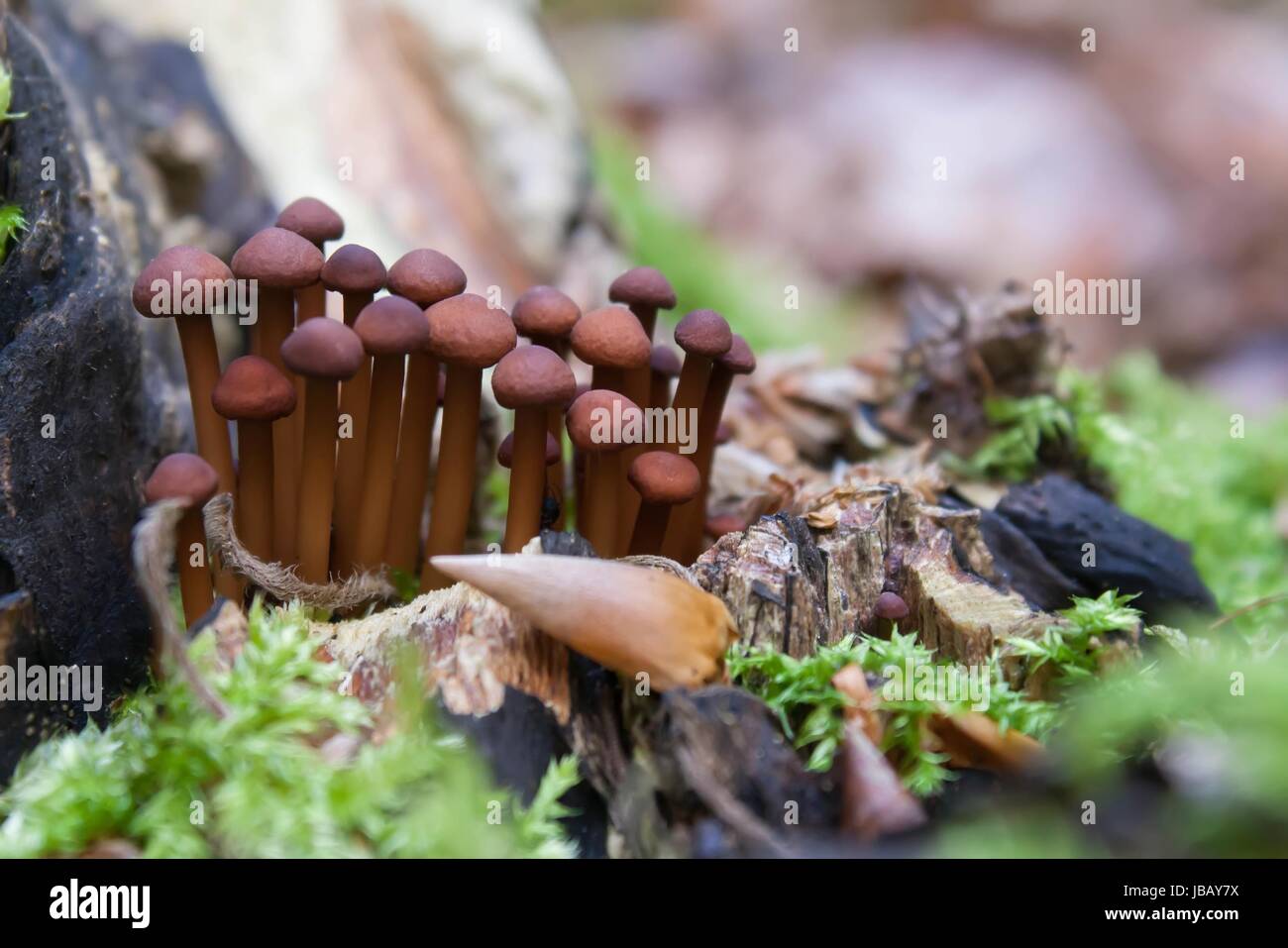 Duftende rote Stockfoto