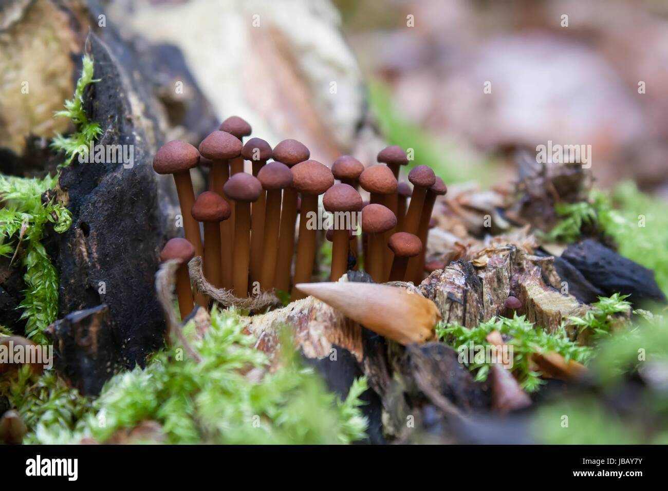 Duftende rote Stockfoto