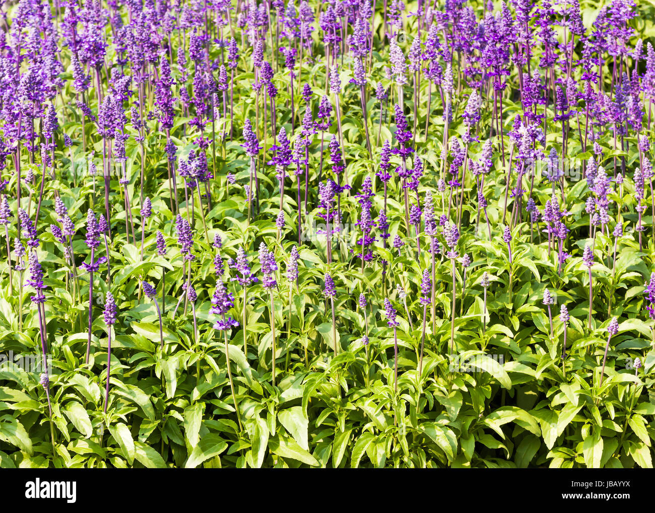 Wiese mit blühenden blauen Salvia Kräuter Blumen. Blaue Salvia ist die