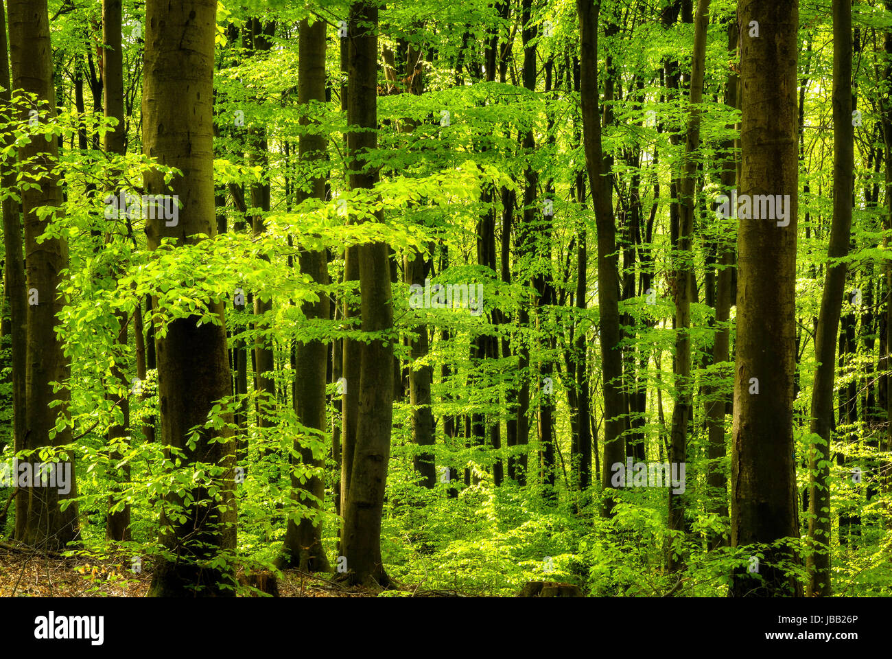 Buchenwald Strahlt ein Einem Schönen Frühlingsmorgen in Frischem Grün Stockfoto