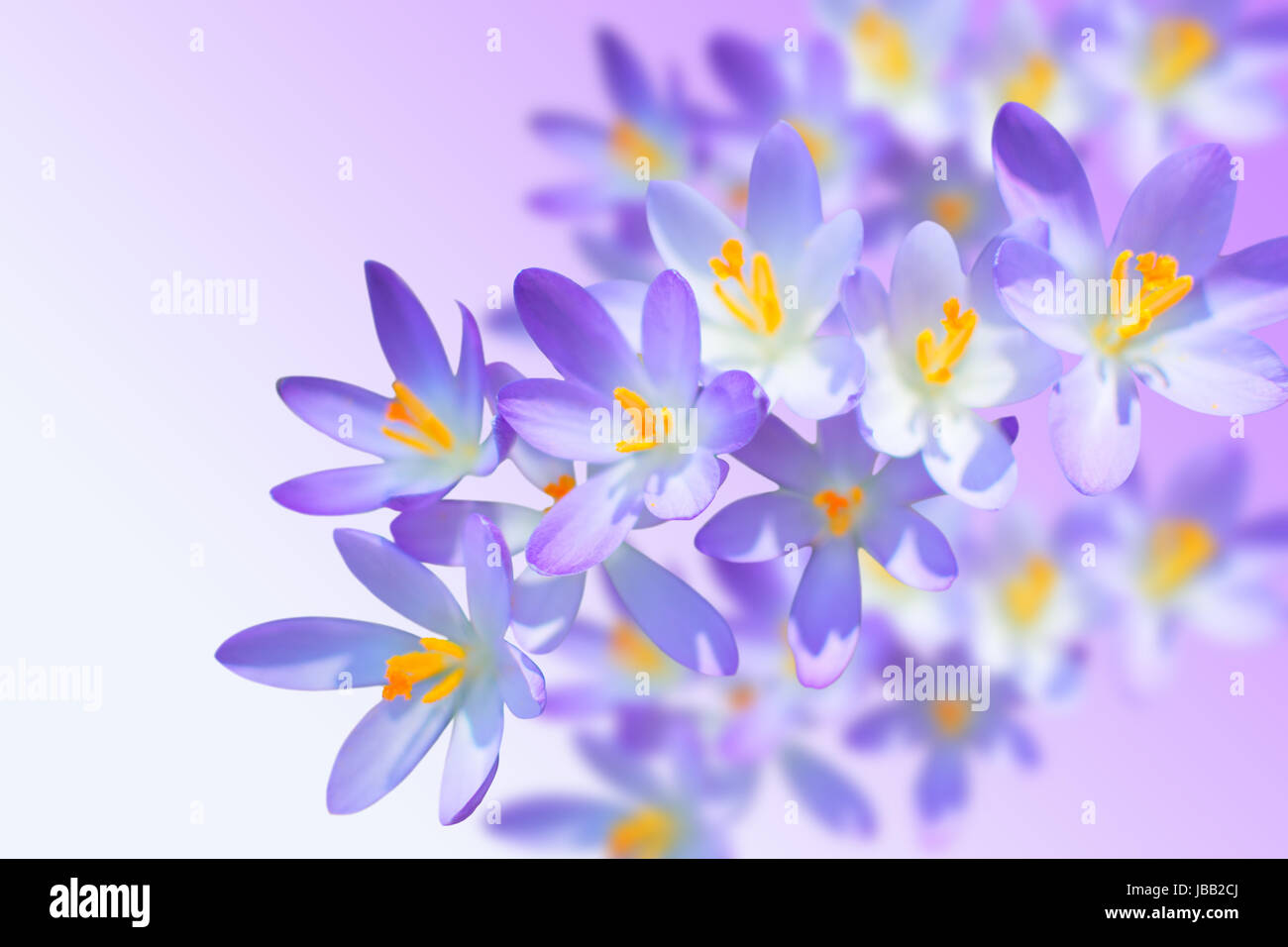 Alpine Krokusse Zarte Fruhlingsblumen Auf Unscharfen Hintergrund Mit Kostenlosen Textfreiraum Platz Fur Ihren Text Stockfotografie Alamy
