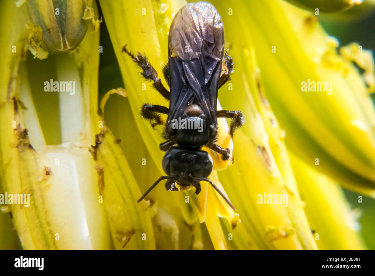 Große schwarze Wespe ernähren sich von Blumen Stockfoto