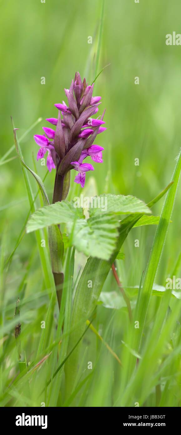 Marsh marsh Orchidee Orchidee/Western Stockfoto