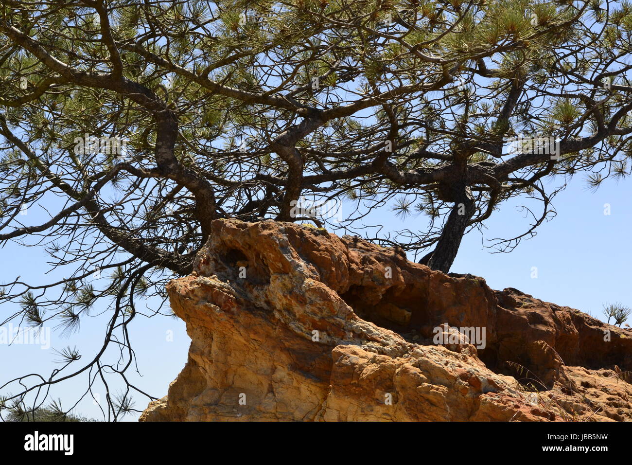 Torrey Pines State Park, San Diego, Kalifornien Stockfoto