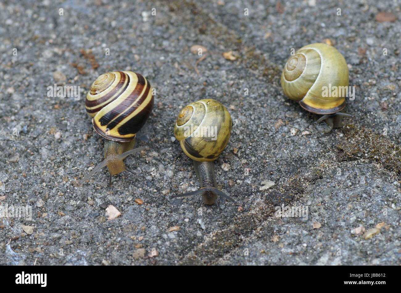 Schneckenrennen Stockfoto