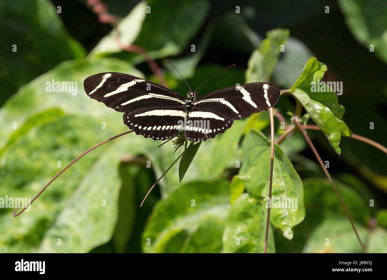 Zebra Longwing, Schmetterling mit gefalteten Flügeln auf einer Pflanze Stockfoto