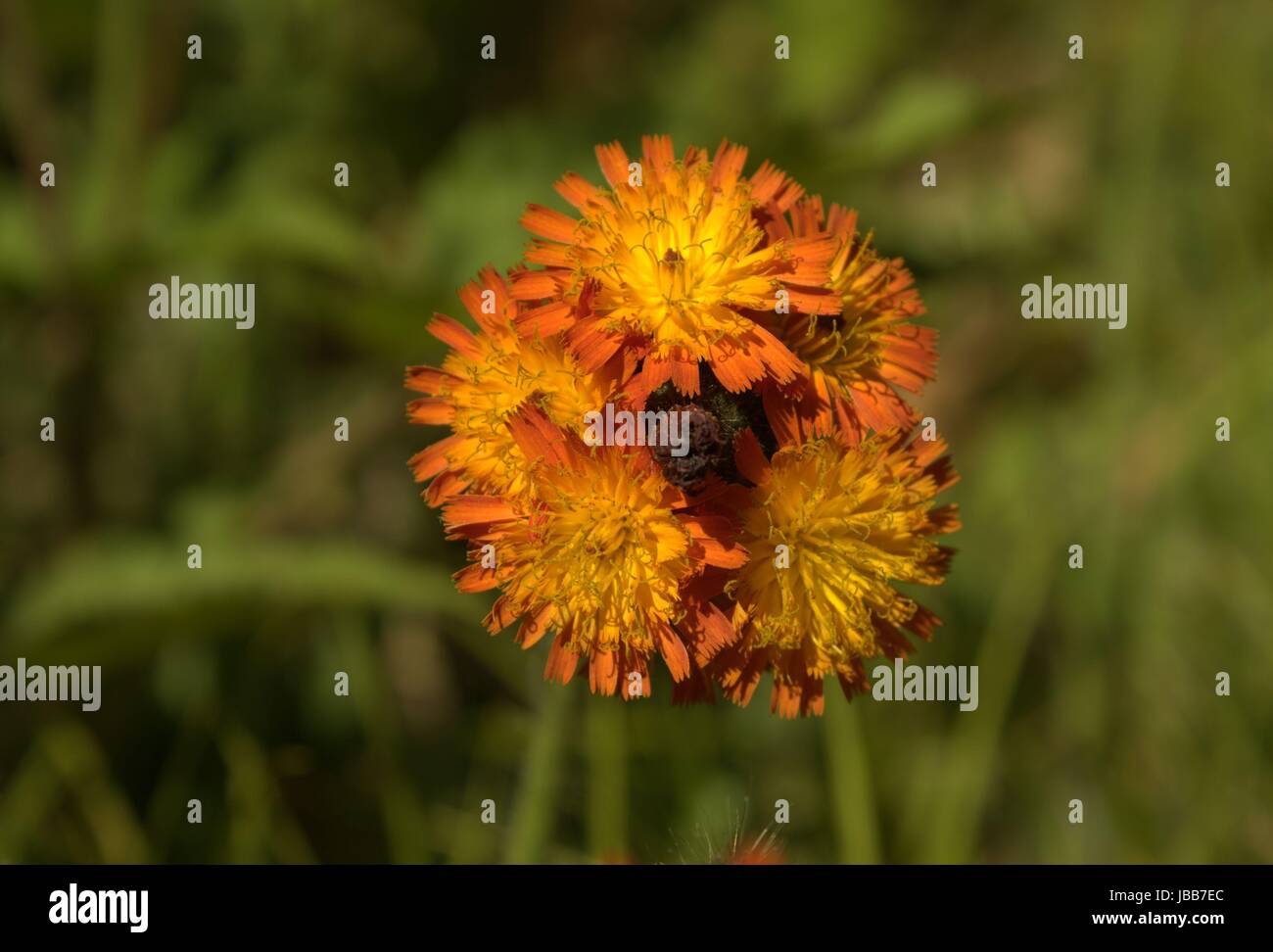 Orange Habichtskraut; Unkräuter sind einfach fehl am Platz Blumen Stockfoto