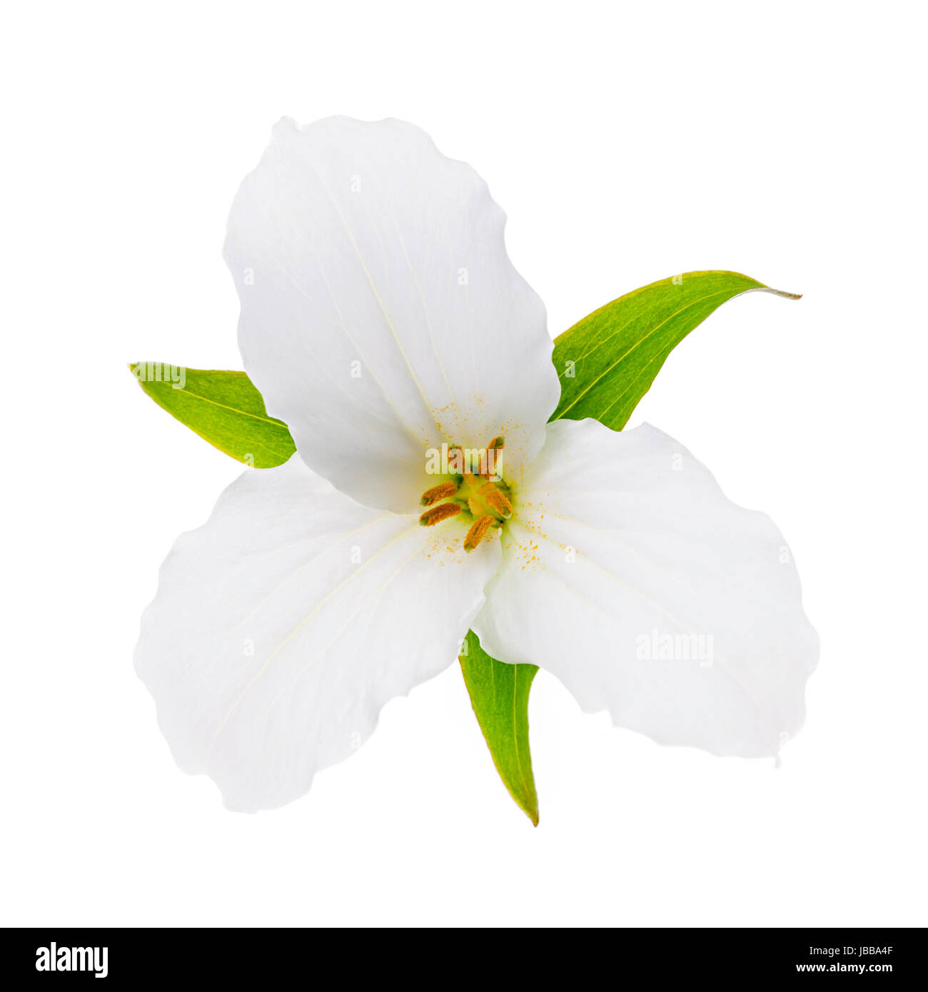 Trillium Ontario provinzielle Blume mit verlässt isolierten auf weißen Hintergrund Stockfoto