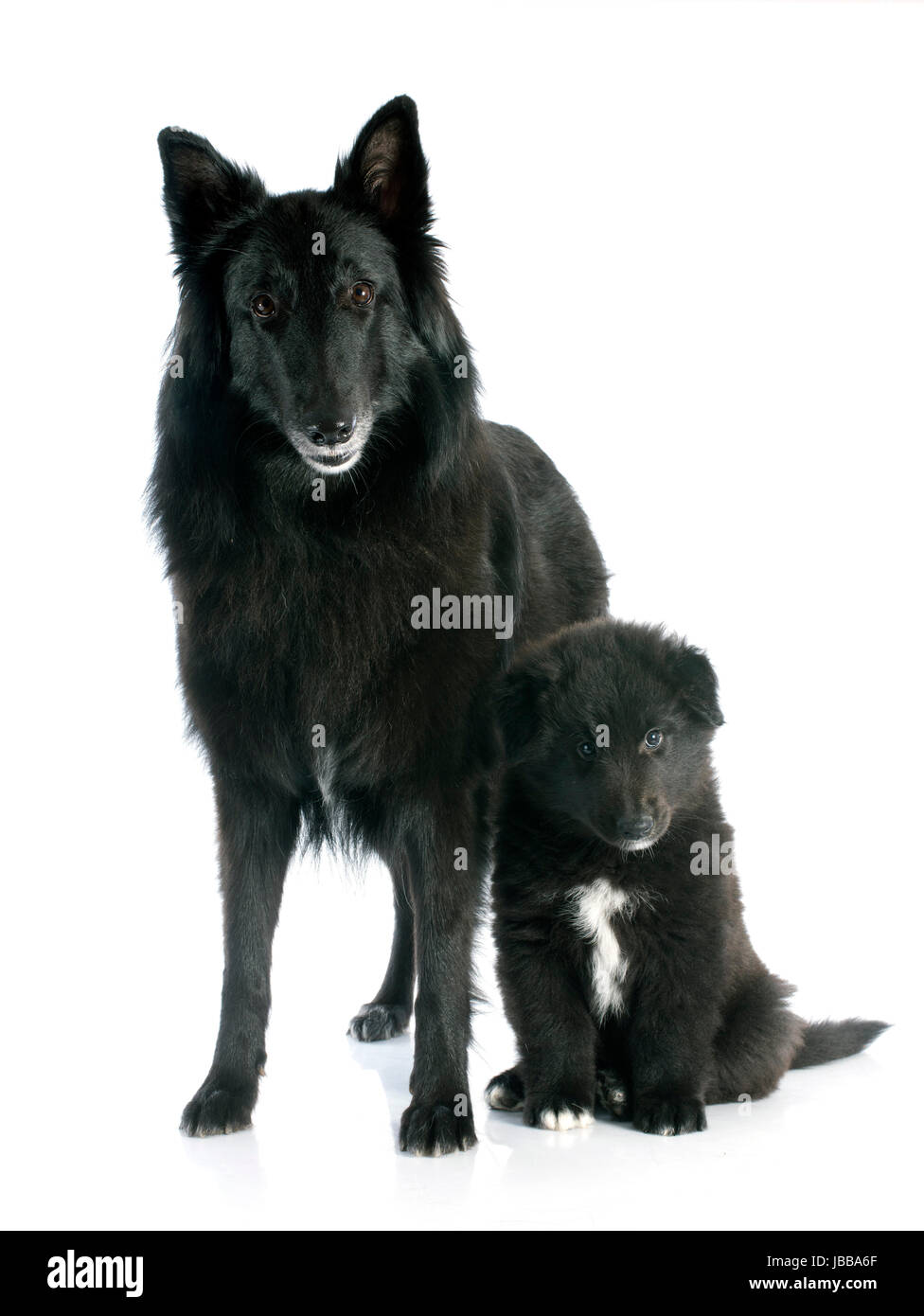 Bild von einem Welpen und Erwachsene Belgischer Schäferhund-groenendael Stockfoto