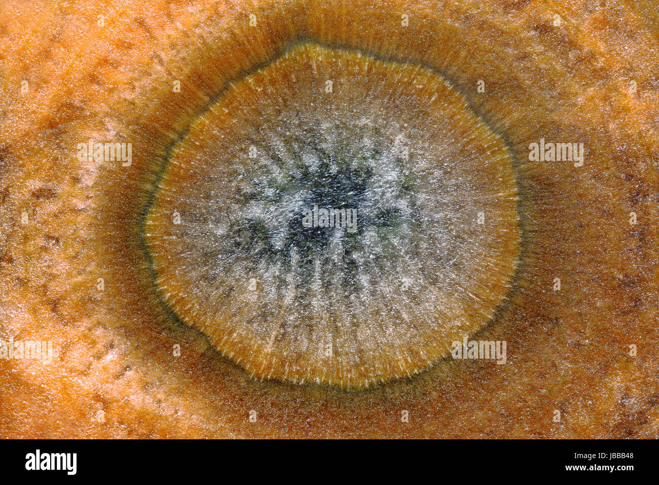 Detail einer Karotte Slice Stockfoto