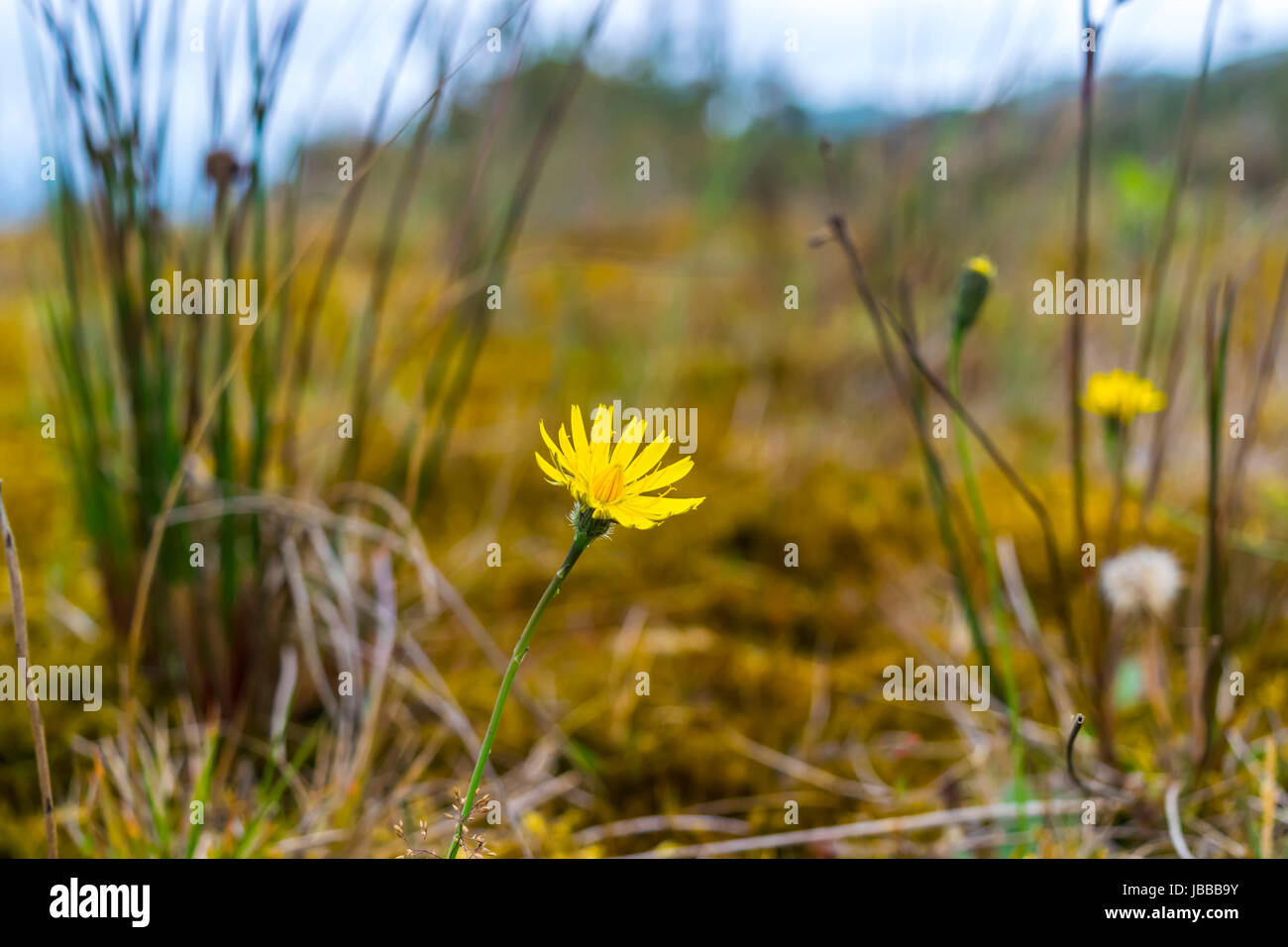 Kleine gelbe Blume mitten im Wald Stockfoto