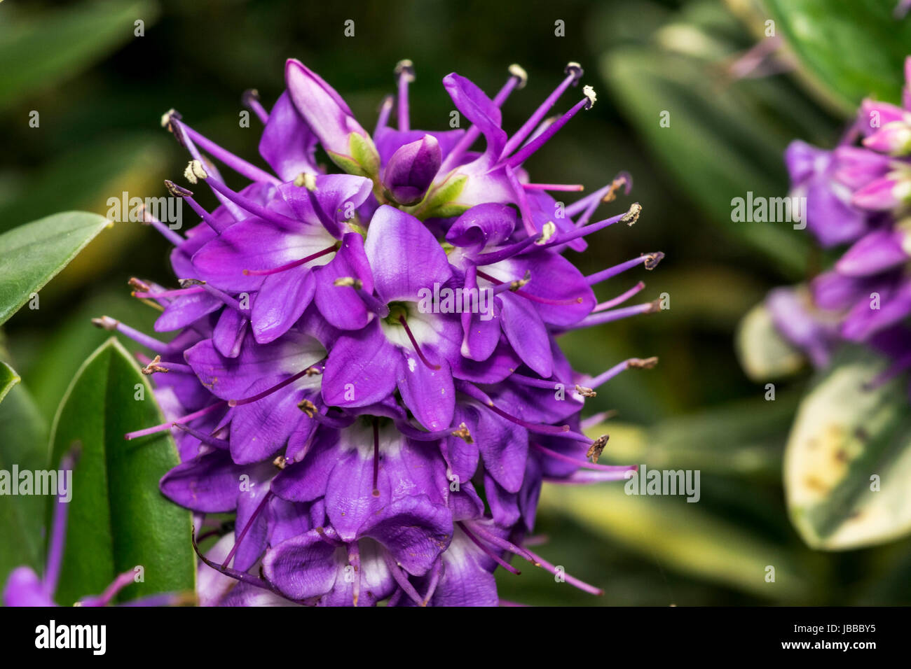 Lila Blümchen im Garten Stockfoto