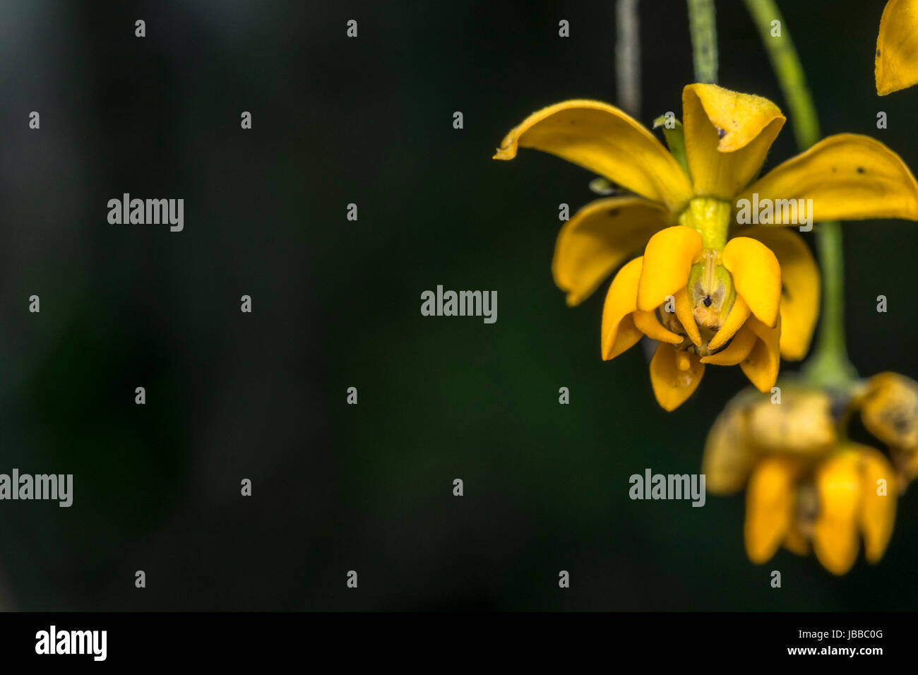 Gelben Glockenblumen in einem Garten Stockfoto