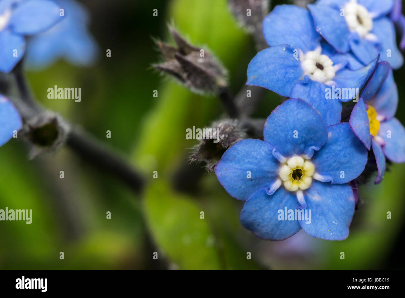 Kleine blaue Vergissmeinnicht Blumen in einem Garten Stockfoto