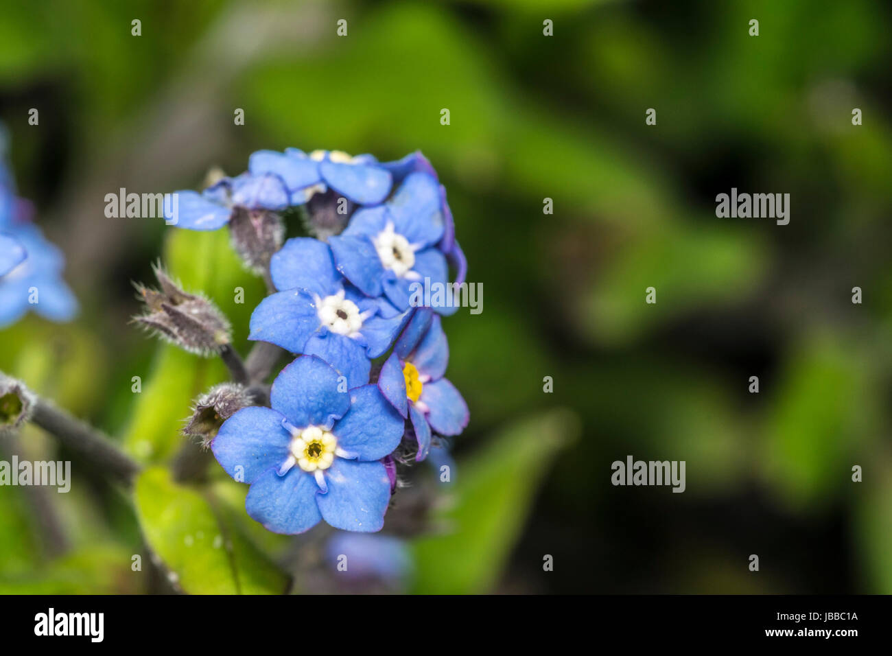 Kleine blaue Vergissmeinnicht Blumen in einem Garten Stockfoto