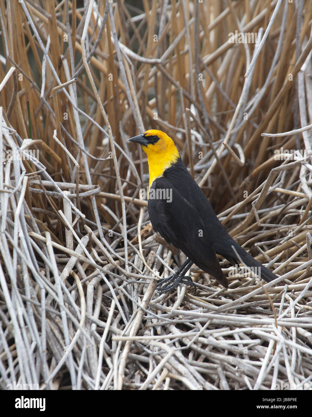 Yellow-headed blackbird Männlich (Xanthocephalus xanthocephalus) auf Schilf in Marsh Zucht Lebensraum an Frank Lake Conservation Area gehockt Stockfoto