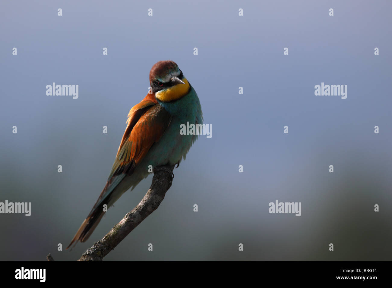 Europäische Bienenfresser (Merops Apiaster) Stockfoto