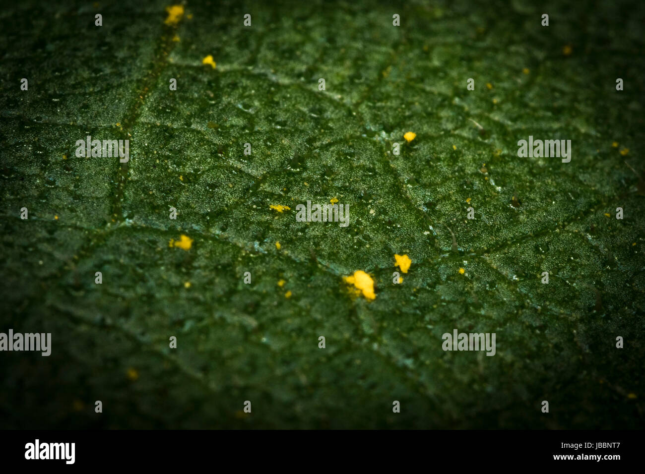 Blatt-Makro mit einige Pollen und Detail darauf erschossen Stockfoto