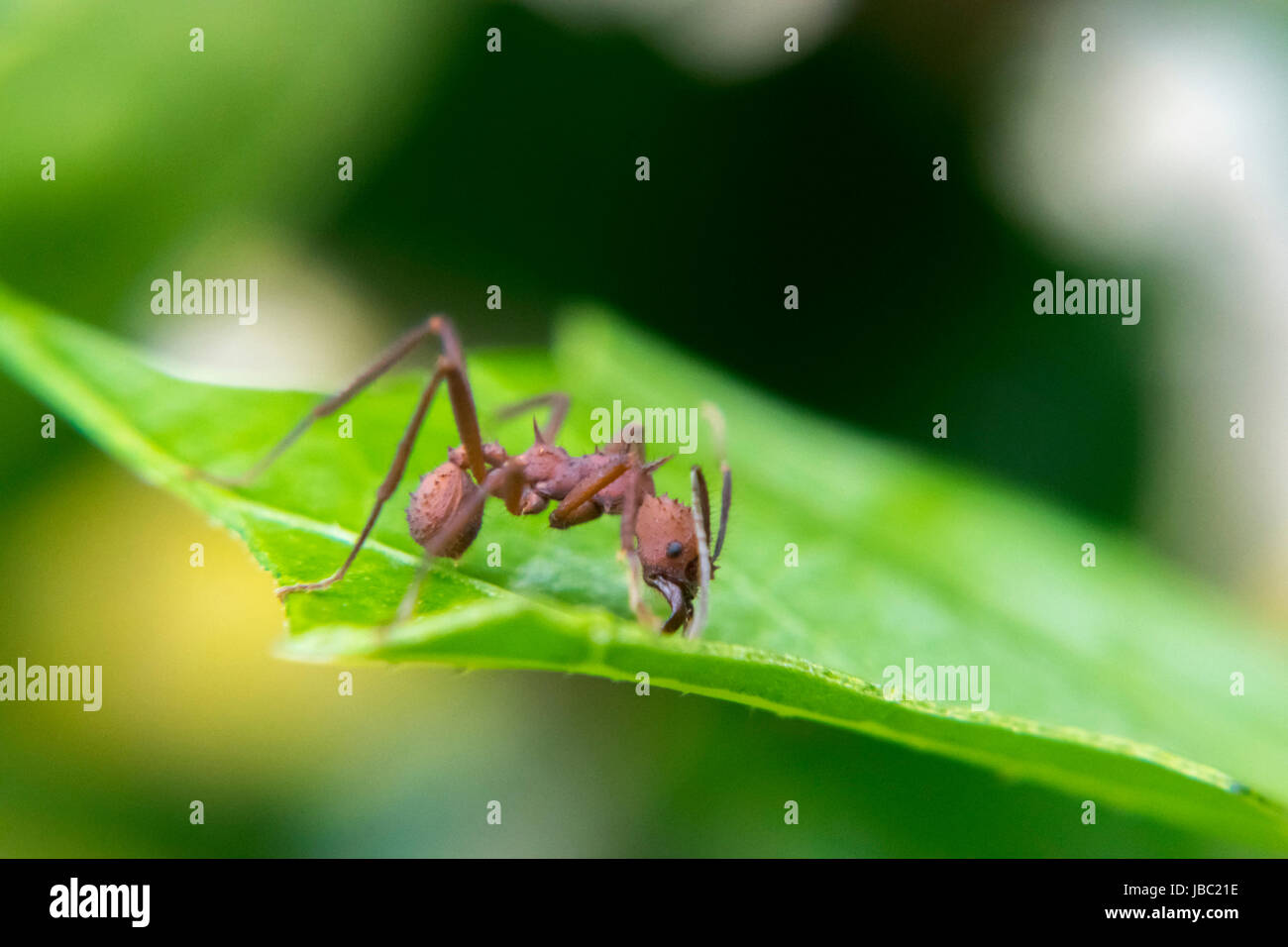 Rote Ameisen schneiden ein Blatt Stockfoto