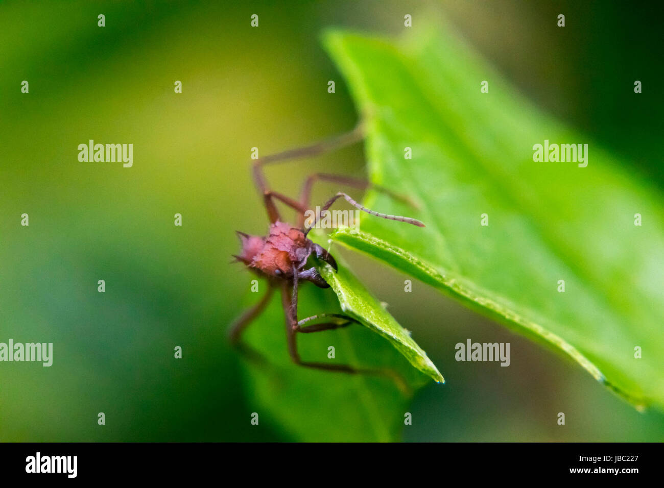 Rote Ameisen schneiden ein Blatt Stockfoto